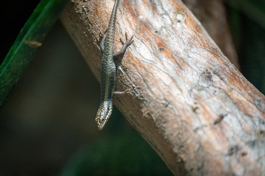 lizard tail regrowth