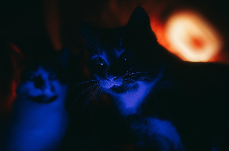 cat miaowing at night