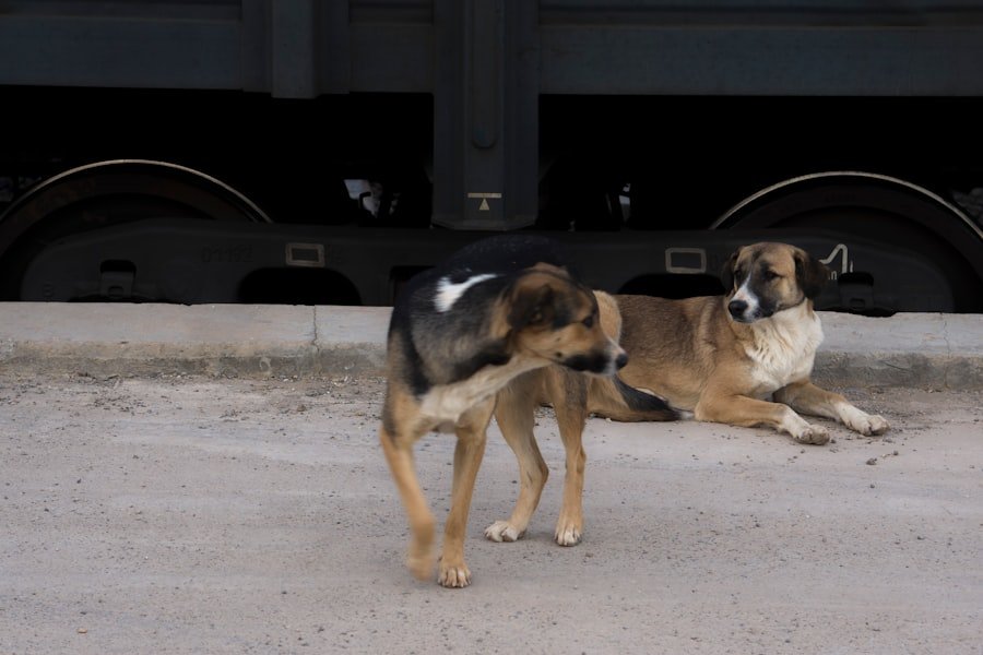 dog destructive behavior