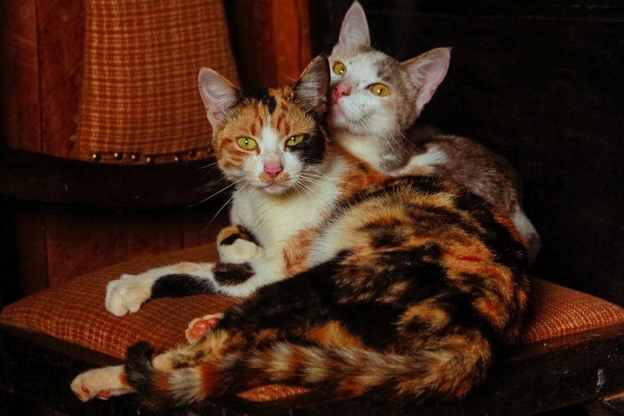present two adult cats