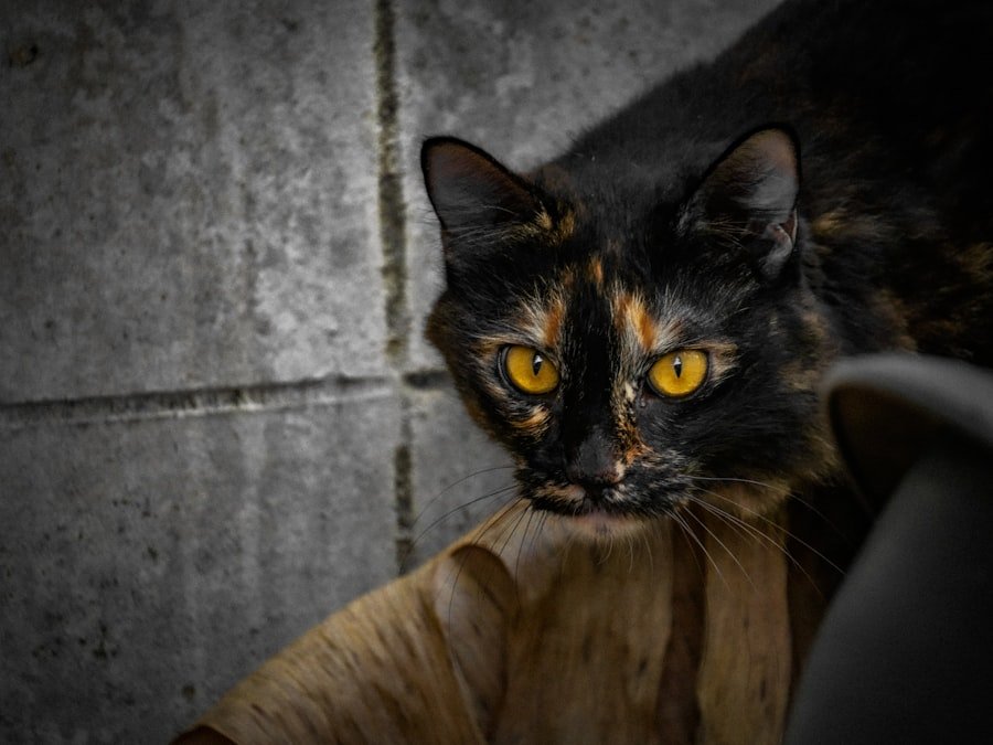 Le chat peureux : comment aider un félin qui se cache tout le temps 1 chat peureux