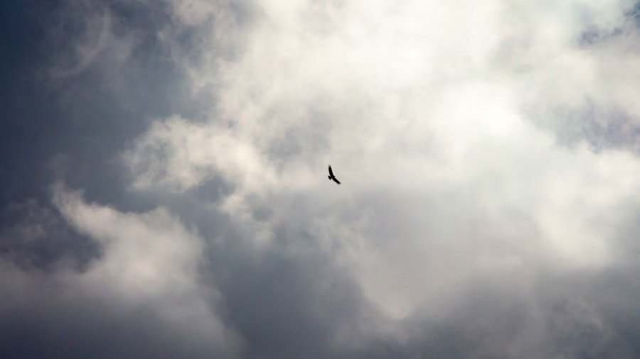 oiseau tombé du nid que faire
bird
