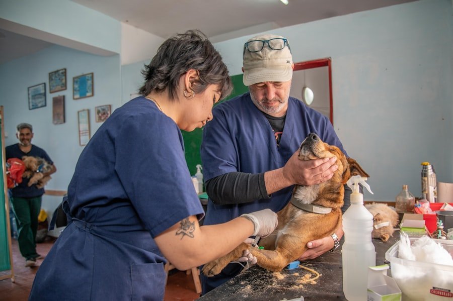 Temps de récupération après la stérilisation d'une chatte 2 Photo sterilization cat female recovery time