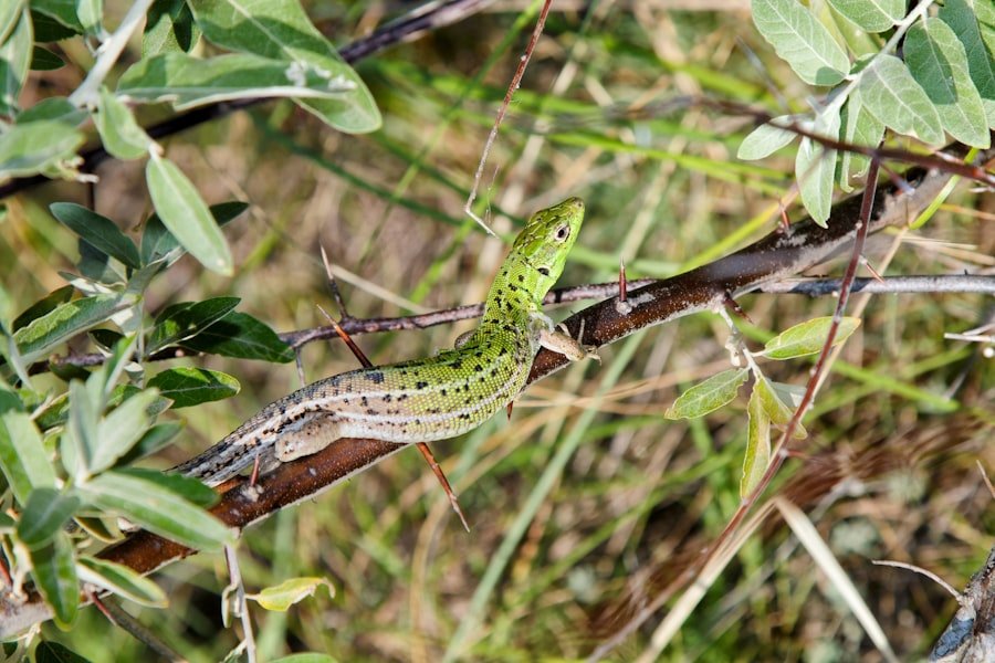 Photo lizard tail regrowth