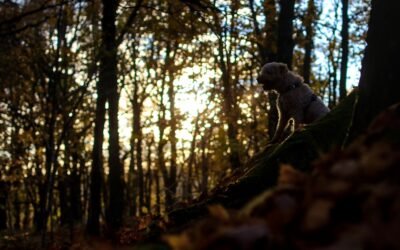 Comment gérer un chien qui aboie quand je pars au travail