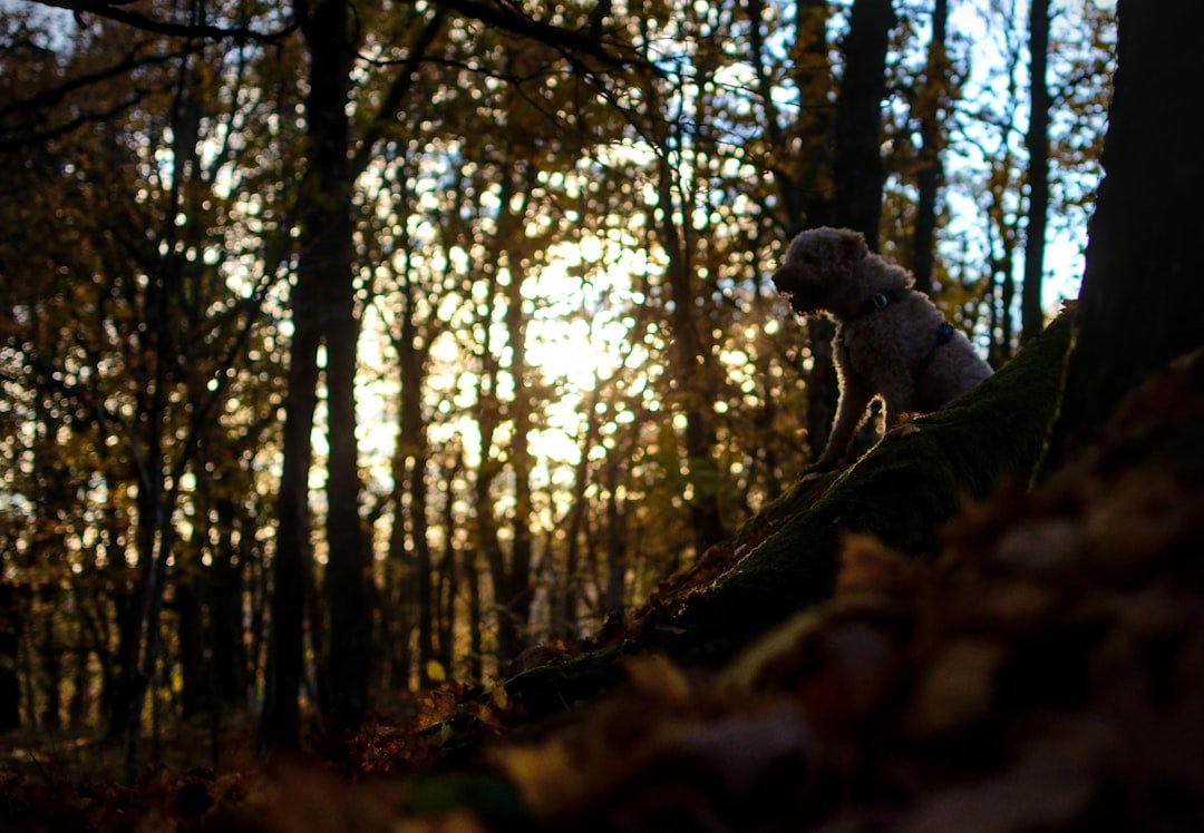 chien qui aboie quand je pars au travail