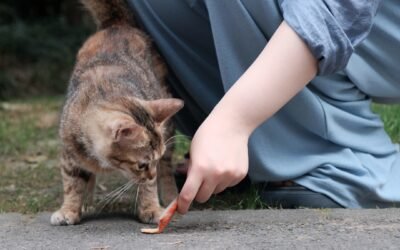 Pourquoi mon chat pétrit mon ventre