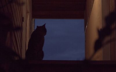 Chat qui miaule la nuit devant la porte: que faire?