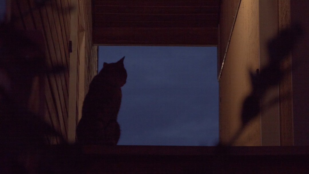 chat qui miaule la nuit devant la porte