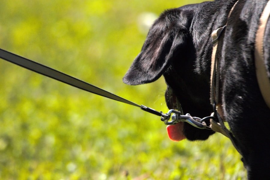 Photo dog leash training
