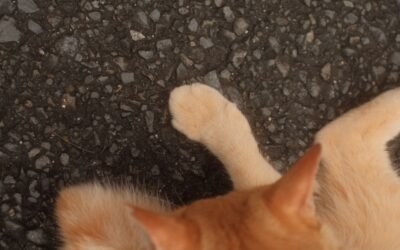 Mon chat attaque mes jambes en marchant