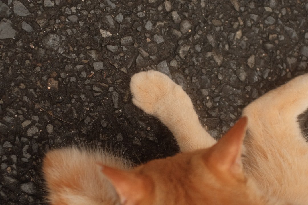 mon chat m'attaque les jambes quand je marche