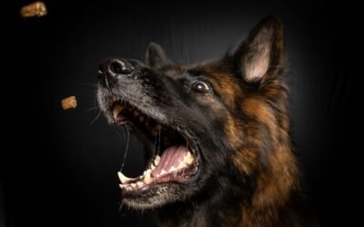 Le Chien Destructeur: Comment Gérer les Dégâts en Mon Absence