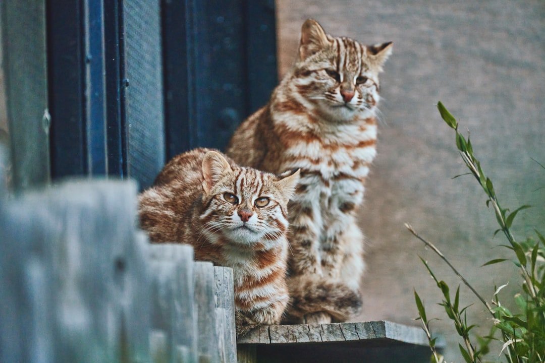 comment présenter deux chats adultes