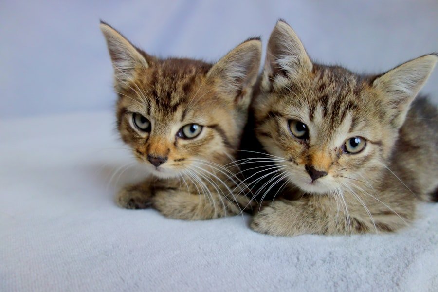 Photo present two adult cats
