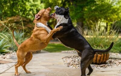 Chien agressif en laisse: comment gérer les rencontres ?