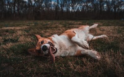 Comment calmer un chien hyperactif: astuces efficaces