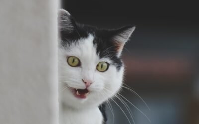 Le chat peureux : comment aider un félin qui se cache tout le temps