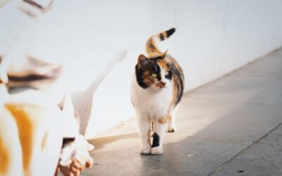 Les signes d&rsquo;un chat heureux: la queue en dit long
