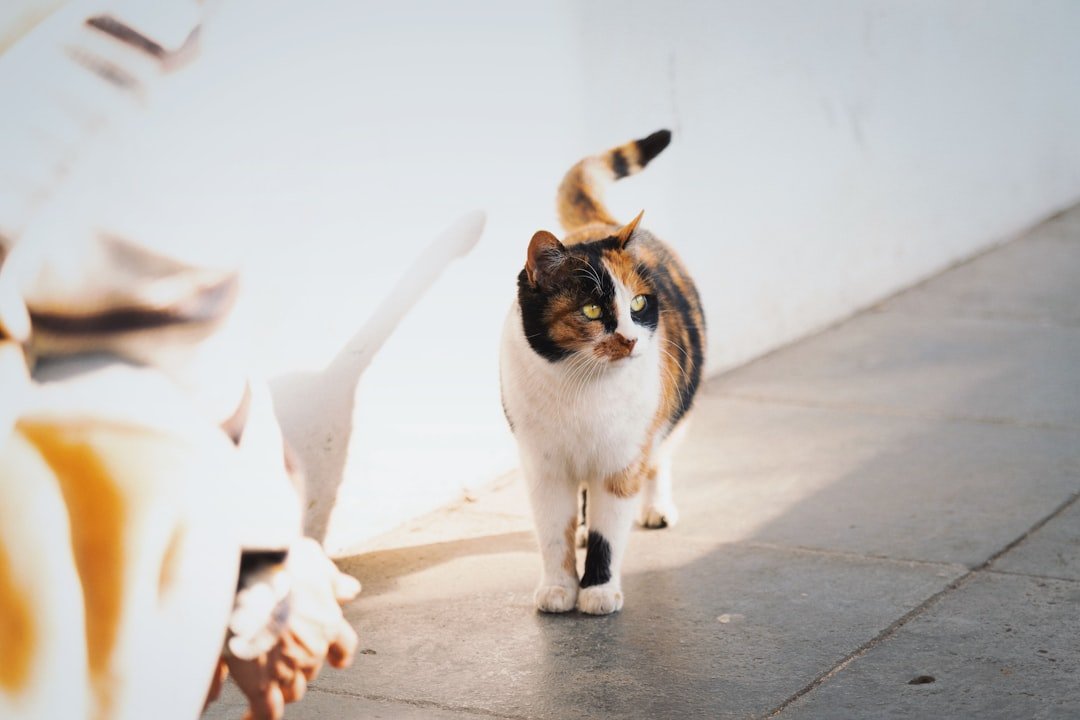 signe chat heureux queue