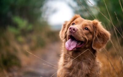Le chien qui grogne quand on le caresse: comprendre son comportement