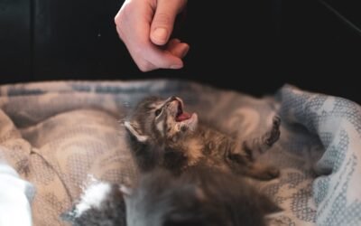 Pourquoi mon chat lèche mes cheveux ?