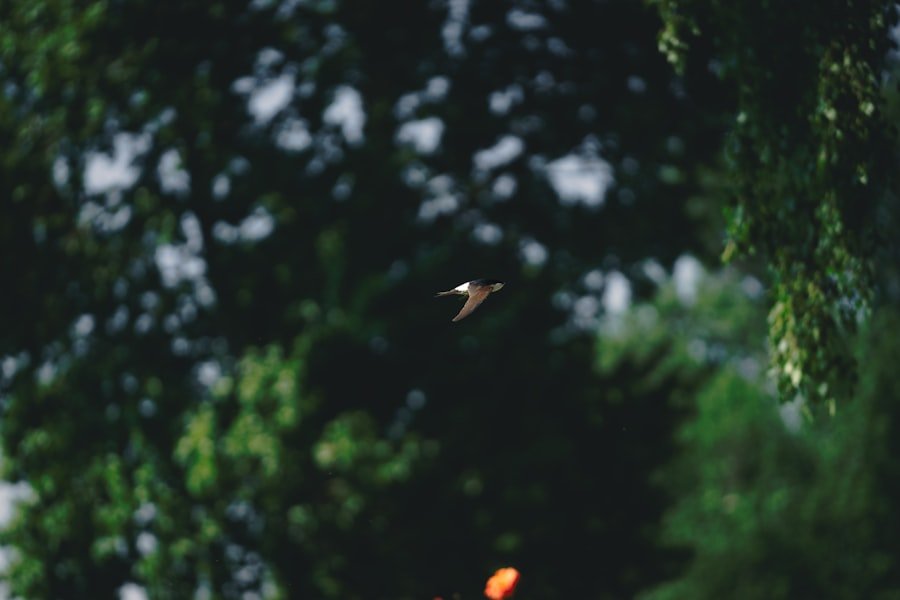 Photo oiseau tombé du nid que faire
bird