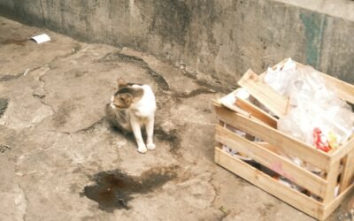 Comment habituer un chien au chat adulte