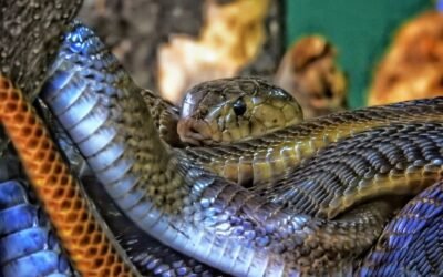 Substrat serpent sans risque pour ingestion