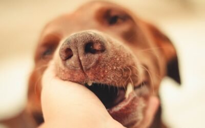 Remède naturel au bicarbonate pour la mauvaise haleine du chien