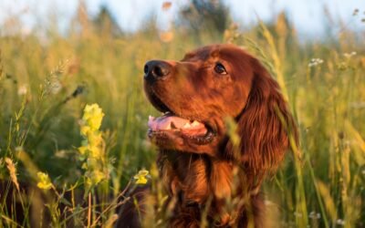 Remède naturel au bicarbonate pour la mauvaise haleine du chien