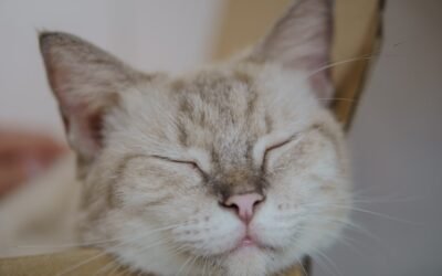 Chat qui respire vite en dormant: que faire?