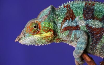 Le prix du caméléon calyptratus : ce que vous devez savoir