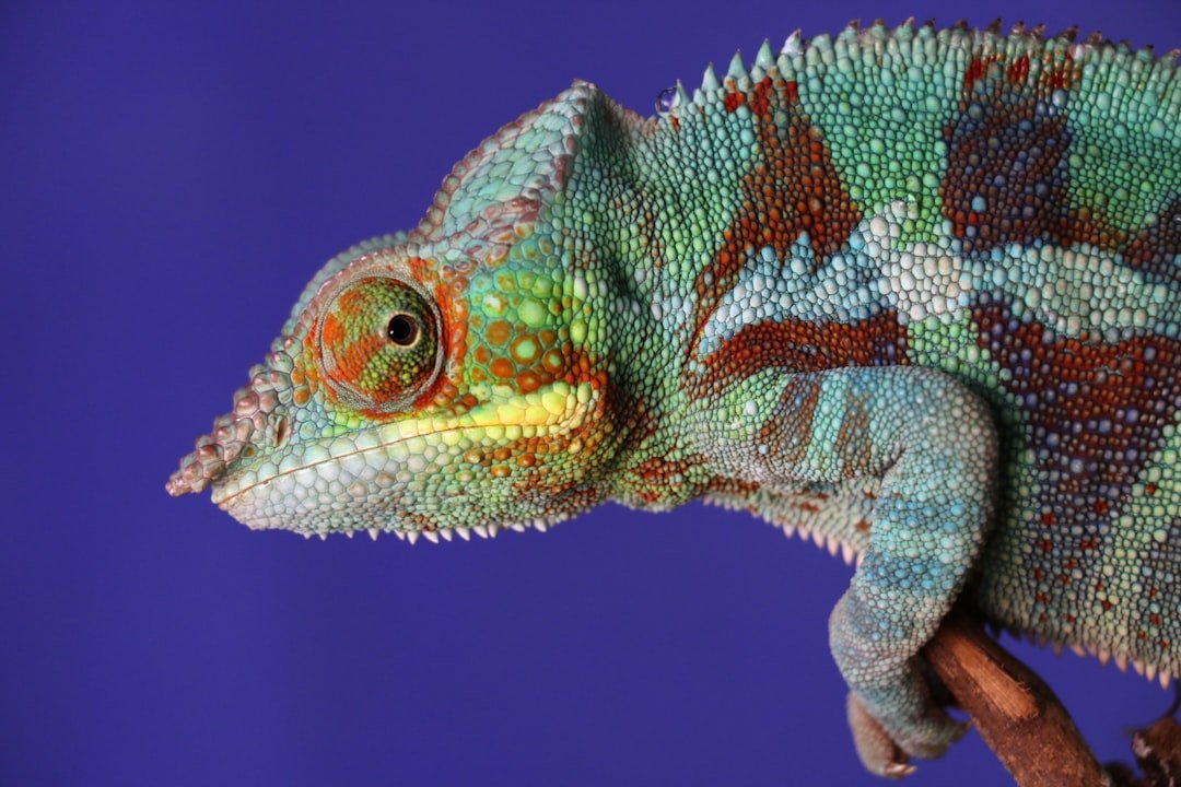 caméléon calyptratus prix