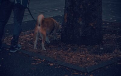 Problème de perte de poil et croûtes chez mon chien