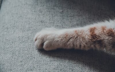 Comment donner un cachet à un chat difficile