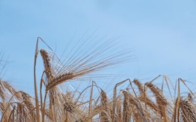 Grenouille Pacman : Les secrets de son alimentation