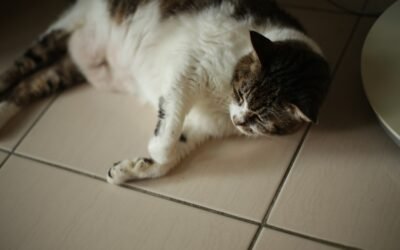 Chat boite après chute de patte arrière