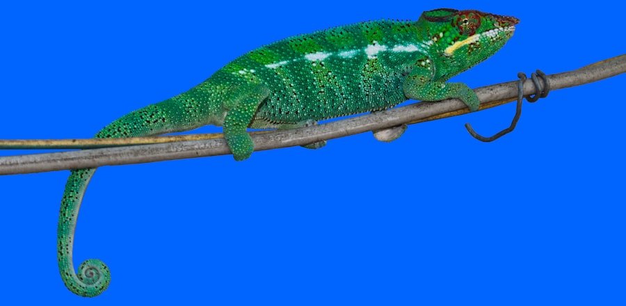Photo chameleon calyptratus price