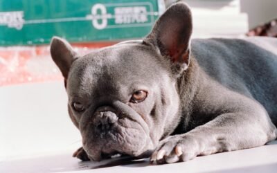 Comment soigner un coussinet de chien abîmé