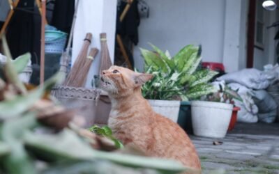 Mon chat a mangé une plante toxique