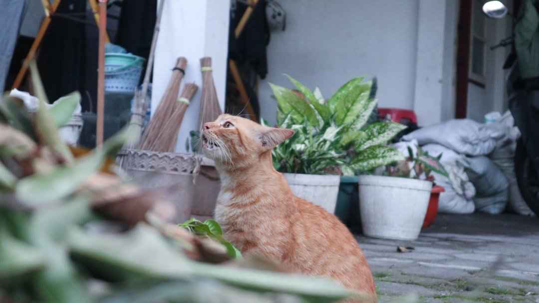 mon chat a mangé une plante toxique