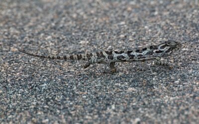 Adopter un lézard domestique : guide facile pour débutants