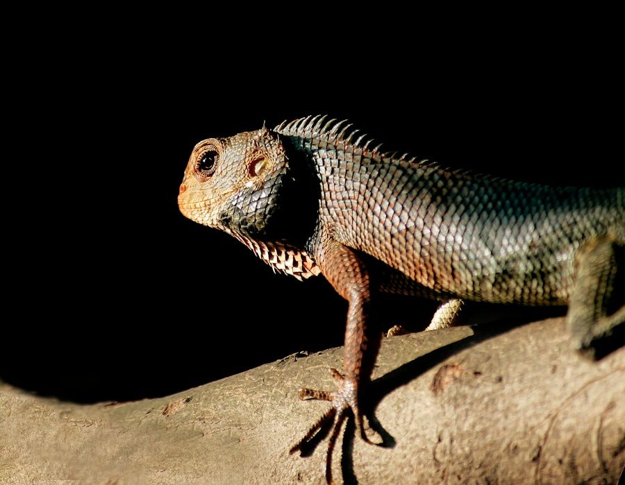 Photo domestic lizard