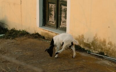 Pourquoi mon chien boit et urine beaucoup