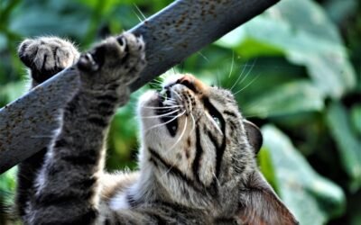 Comment couper les griffes d’un chat récalcitrant
