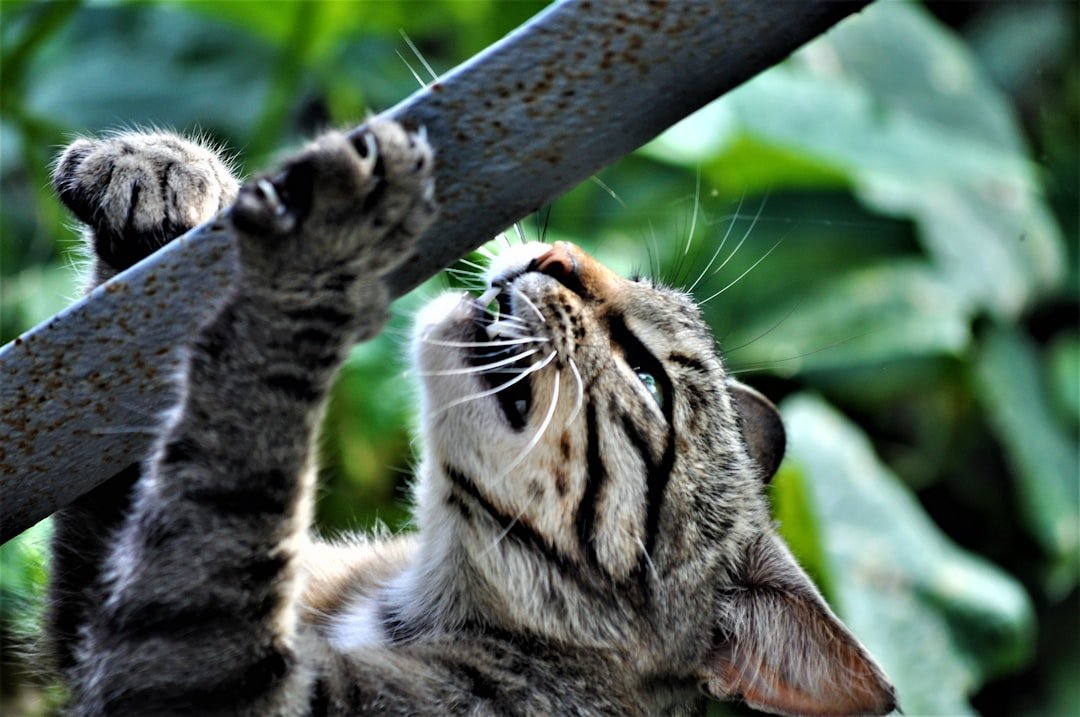 comment couper les griffes d'un chat qui ne veut pas