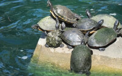 Guide de taille pour l&rsquo;aquarium de tortue d&rsquo;eau