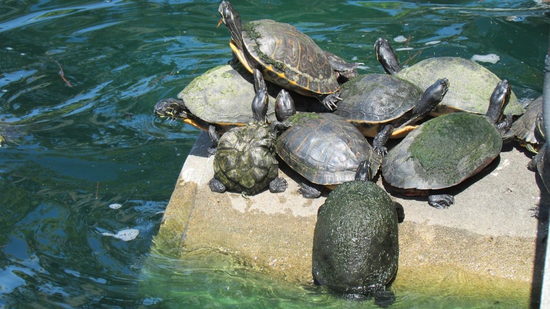 tortue d'eau aquarium taille