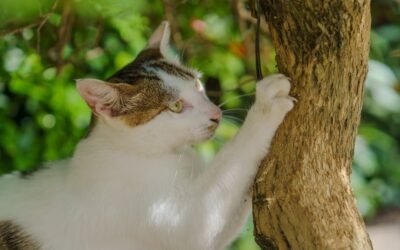 Vermifuge chat naturel à l’ail: un remède naturel efficace